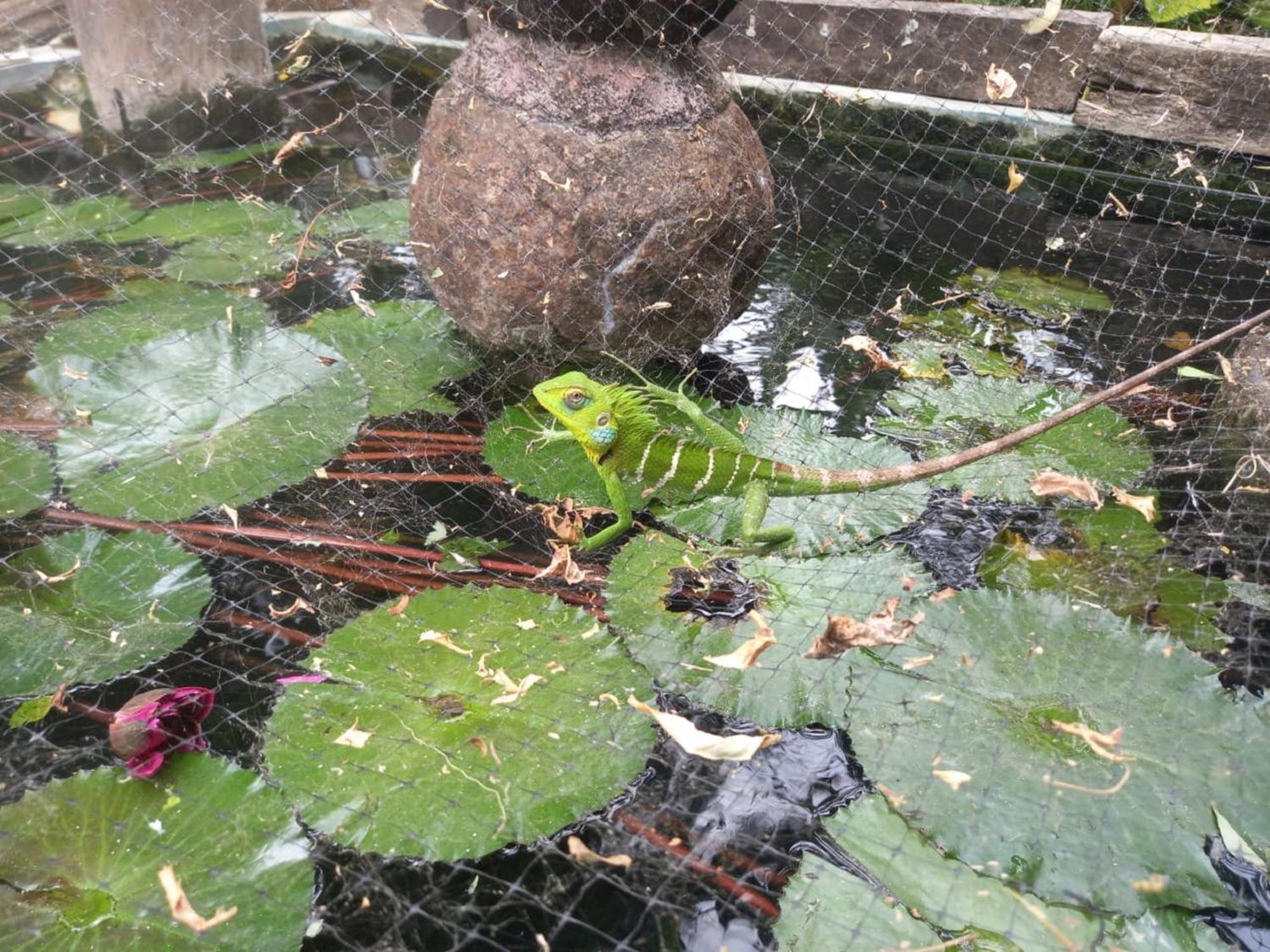 N S K Green Villa Sigiriya Dış mekan fotoğraf